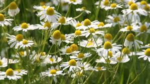 Ringelblumensalbe Selbst Herstellen Ndr De Ratgeber Gesundheit