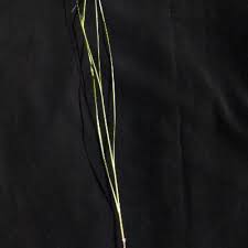 Image result for Gladiolus permeabilis