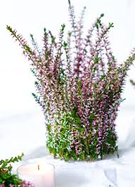 Diy Erica Teelichtglaser Heidekraut Erica Diy Teelichter Herbstdeko Waseigenes Com Diy Herbst Dekoration Teelichtglaser Herbst Dekoration