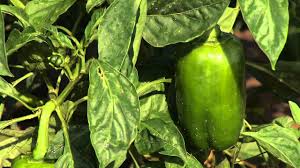 We did not find results for: Pepper Problems Youtube