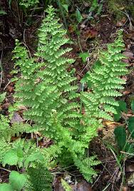 Image result for Mohria