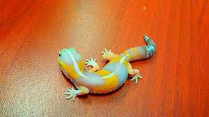 +27 11 326 18 03. Global Exotic Pets Pet Stores 1305 Victoria Street N Kitchener On Phone Number