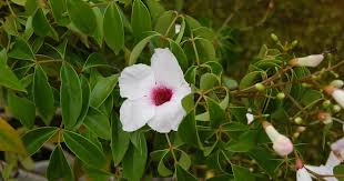 Image result for Fernandoa magnifica