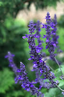 Check spelling or type a new query. 10 Beautiful Blue Annual Flowers Proven Winners