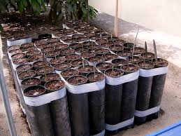 Maybe you would like to learn more about one of these? Bismarckia Nobilis Seeds Discussing Palm Trees Worldwide Seeds Growing Plants Outdoor Plants