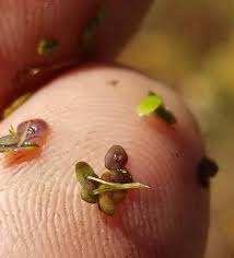 Image result for Landoltia punctata