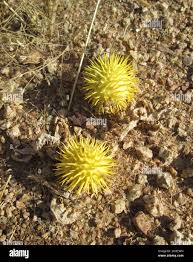 Image result for Cucumis zeyheri