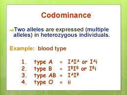 For dihybrid cross we study the inheritance of two genes. Dihybrid Punnett Squares What Exactly Is A Dihybrid