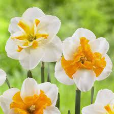 Top 25 Most Beautiful Daffodil Flowers Daffodil Flower Daffodils Bulb Flowers
