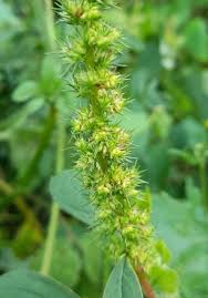 Image result for Amaranthus hybridus