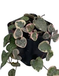 Image result for Ceropegia pygmaea