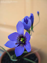 Image result for eustoma Balboa