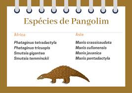 Males are larger than females, with male body lengths about 140 cm (4.6 ft) and females about 125 cm (4.1 ft). Pangolim Brasil Escola