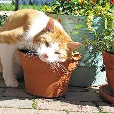 1 är catnip och catmint desamma? Catnip And Catmint Plants Interesting Herbs And Their Uses Owlcation