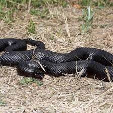 Mole Snake Pseudaspis Cana From The Northern Cape Color Variation Is Black In That Distribution Area Non Venomous Snake Northern Cape Color Variations
