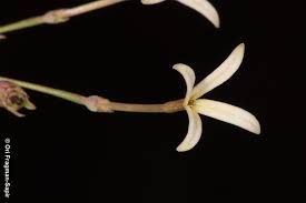 Image result for Kohautia caespitosa