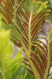 Image result for Todea