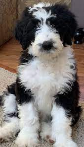 Sheepadoodle Sheepadoodle Cute Little Puppies Sheepadoodle Puppy Cute Dogs