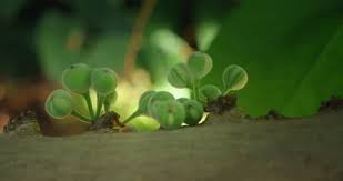 Image result for Ficus ottoniifolia