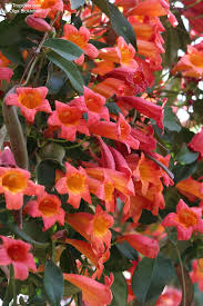 Image result for Bignonia capreolata