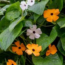 Image result for Thunbergia alata
