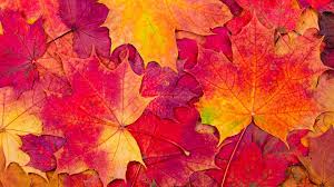 BBC Radio 4 - Four Seasons - Autumn ...
