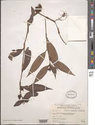 Image result for Stanfieldiella