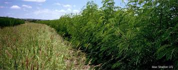 Image result for Leucas fulvipila