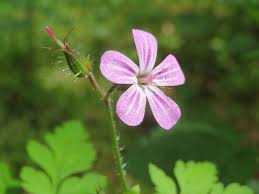Herb Robert (Geranium robertianum)