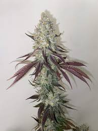 This strain is their take on gsc, it's the result of backcrossing a potent gsc phenotype with og kush breath (a close relative of gsc). Royal Queen Seeds Cookies Gelato Grow Journal Harvest13 By Growdiaries