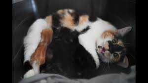 Observe the kittens until they are 8 weeks old. How To Rescue Kittens With A Feral Mom Youtube