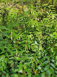 Image result for Agarista