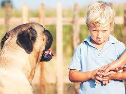 Usserviceanimals.org has been visited by 10k+ users in the past month Cynophobia Understanding Fear Of Dogs
