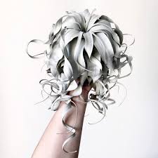 Image result for Xerophyta argentea