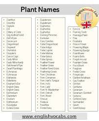 In nova roma, too, we ask that you choose a roman name when you become a citizen. 600 Plant List Plant Names List English Vocabs