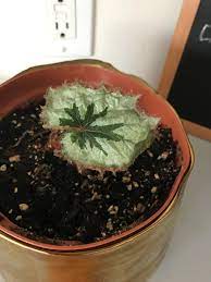 The cultivar offers a wide range of colors, textures, and shape. Rex Begonia Constantly Dying Leaves Plantclinic