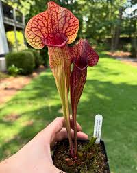 Image result for Tephrosia lurida