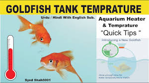 goldfish summer winter tank temprature guide hindi urdu with english sub