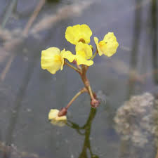 Kuvahaun tulos haulle bladderwort plant