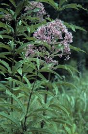 Image result for Oxyanthus pyriformis