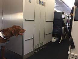 Alaska airlines limits the number of pets on each flight so book your pet's reservation as early as possible. Emotional Support Animals No Longer Welcome On Alaska Airlines No Mas Coach