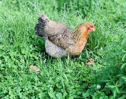 Check spelling or type a new query. Bielefelder Kennhuhn Ruhig Robust Und Fur Anfanger Gut Geeignet