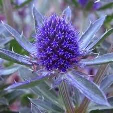 Image result for Eryngium `Blue Hobbit`
