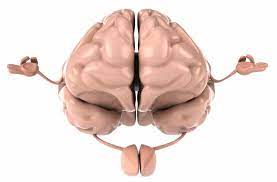 Super brain yoga is an easy and interesting exercise to help you experience more energy and improve your brain function? Can The Practice Of Yoga Slow Brain Aging Cathe Friedrich