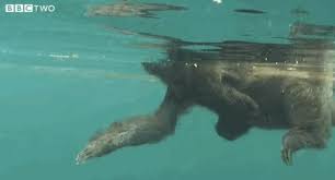But Their Long Arms Mean Paddling Through The Water Is No Problem At All Laughing Animals Cute Little Animals Sloth