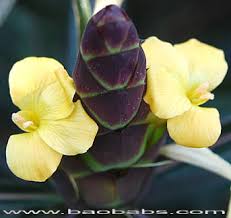 Image result for Barleria rhynchocarpa