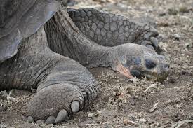 The british drink just 1,025, making them the fifth biggest consumers behind the turks (1,056), the kuwaitis (1,069) and the libyans (1,074). Galapagos Encounters Wildlife Escapes