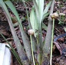 Image result for Hypolytrum heteromorphum