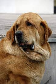 Mastin Espanol Spanish Mastiff Labrador Retriever Dogs