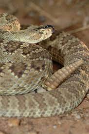 Mojave Rattlesnake Crotale De Mojave Crotalus Scutulatus Mojave Rattlesnake Rattlesnake Snake
